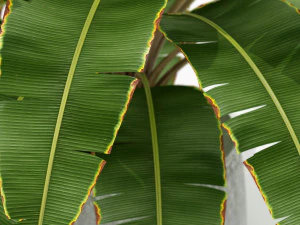 Plants collection 173 3D Model