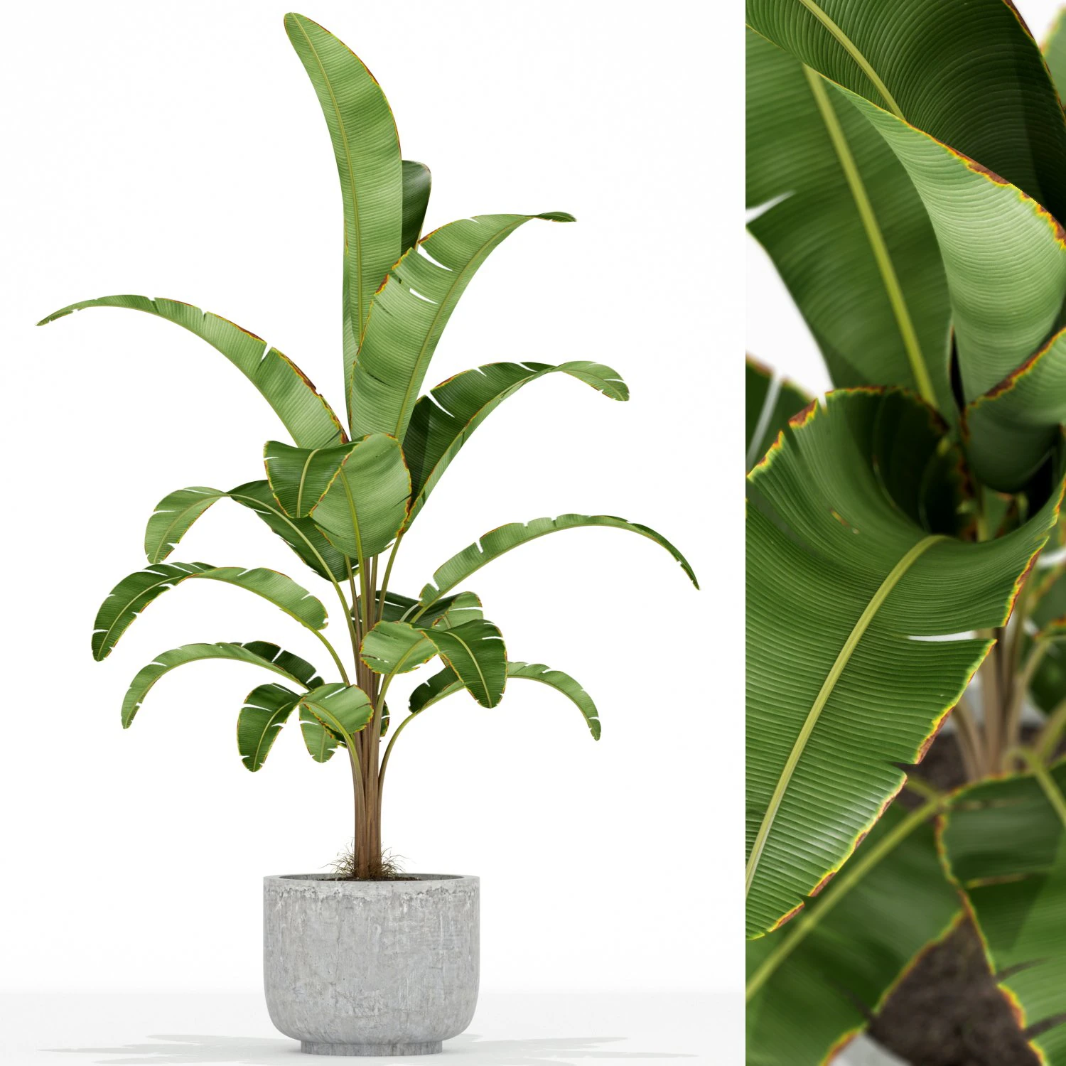 Plants collection 173 3D Model .c4d .max .obj .3ds .fbx .stl .blend 