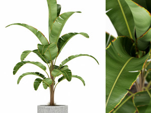 Plants collection 173 3D Model
