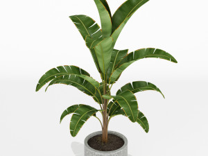 Plants collection 173 Modello 3D