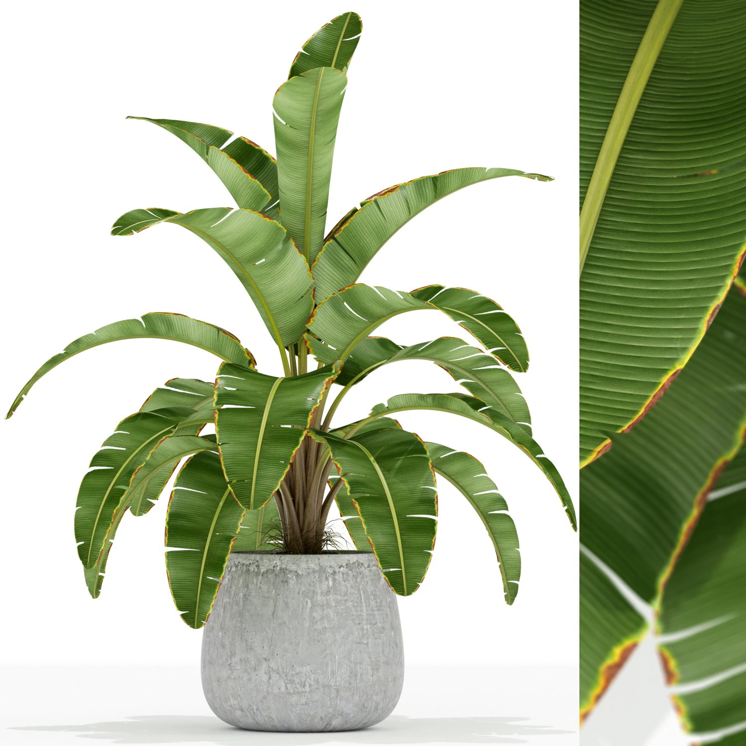 Plants collection 175 3D Model .c4d .max .obj .3ds .fbx .stl .blend 