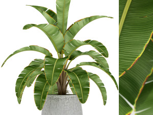 Plants collection 175 Modelo 3D
