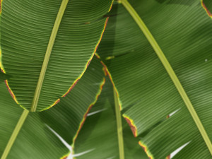Plants collection 175 3D 모델