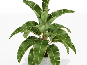 Plants collection 175 3D Model