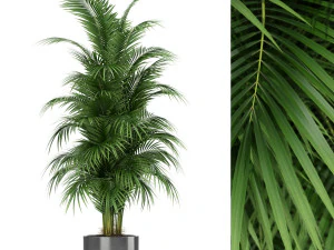 Коллекция растений 176 3D Модель