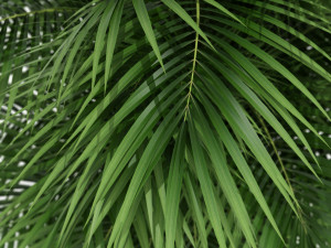 식물채집 176 3D 모델