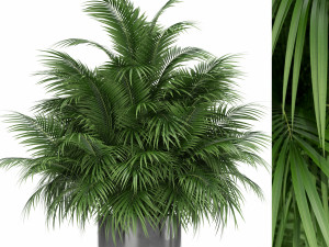 Plants collection 177 3D Model