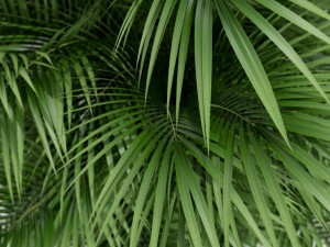 Plants collection 177 3Dモデル