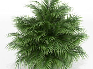 Plants collection 177 3Dモデル