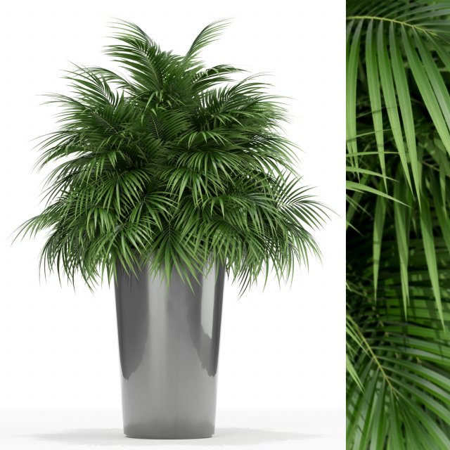 Plants collection 178 Modelo 3D .c4d .max .obj .3ds .fbx .stl .blend 