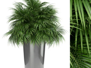 Collezione piante 178 Modello 3D