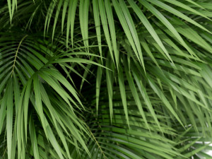 Plants collection 178 Modelo 3D