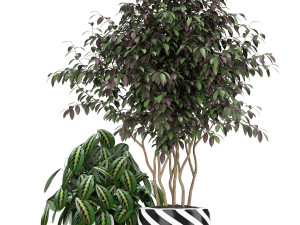 Plants collection 179 3D मॉडल