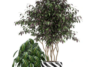 Plants collection 179 3D Model