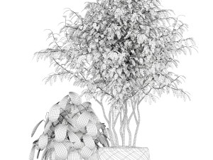 Plants collection 179 3D मॉडल