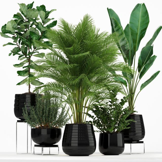 Plants collection 180 3D Model .c4d .max .obj .3ds .fbx .stl .blend 