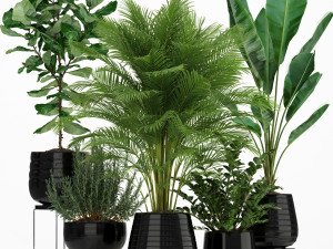 Plants collection 180 Modello 3D
