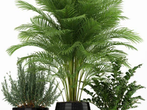 植物收藏 180 3D 模型