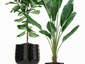 Plants collection 180 3D Model