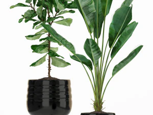 植物收藏 180 3D 模型