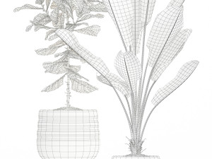 Plants collection 180 3D Model