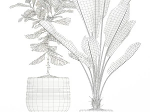 植物收藏 180 3D 模型