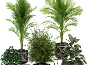 Plants collection 181 3D 模型