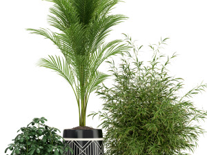 Plants collection 181 3D 模型