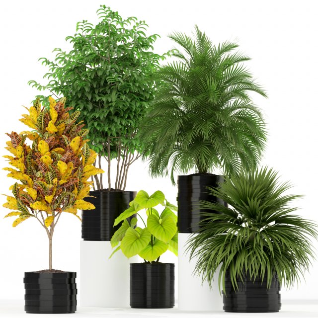 Plants collection 183 Modèle 3D .c4d .max .obj .3ds .fbx .stl .blend 