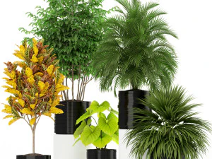 Cole&ccedil;&atilde;o de plantas 183 Modelo 3D