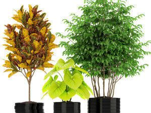 Plants collection 183 Modèle 3D