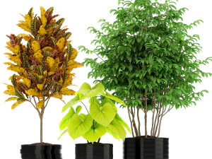 Plants collection 183 3D Model
