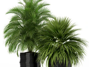 Plants collection 183 3D Model