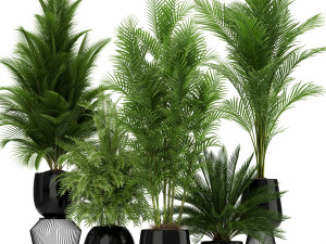 Plants collection 184 Model 3D