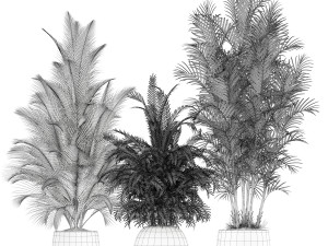 Plants collection 184 Modello 3D