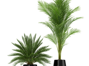 Plants collection 184 Modello 3D