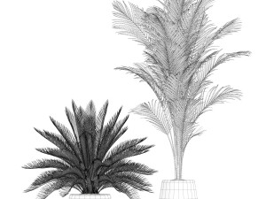 Plants collection 184 Modello 3D