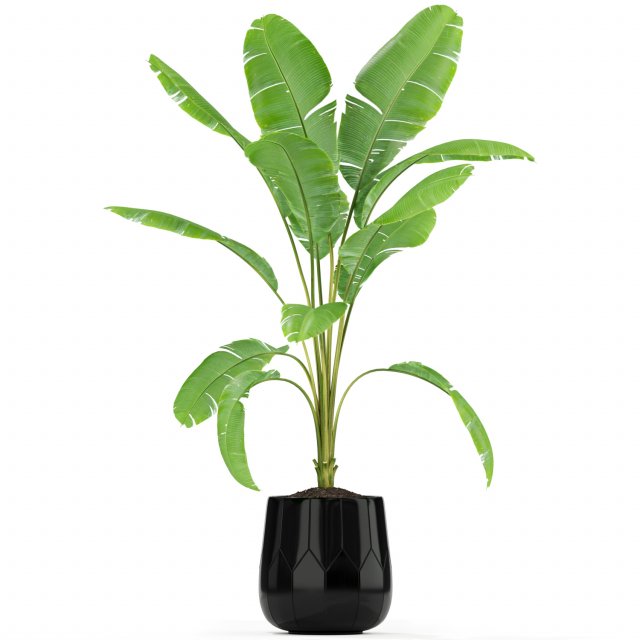 Plants collection 185 Modelo 3D .c4d .max .obj .3ds .fbx .stl .blend 
