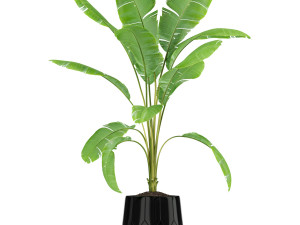 Plants collection 185 3Dモデル