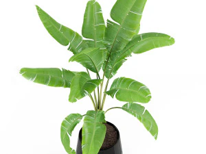 Plants collection 185 3D Model