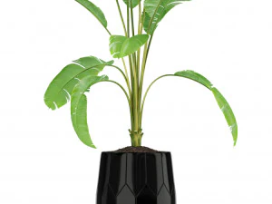 Plants collection 185 3D Model