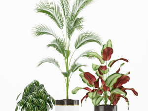 Plants collection 188 3Dモデル