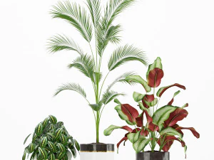 Plants collection 188 3D Model