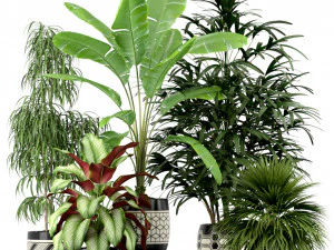 Plants collection 189 3D Model