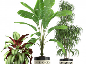 Plants collection 189 Modelo 3D
