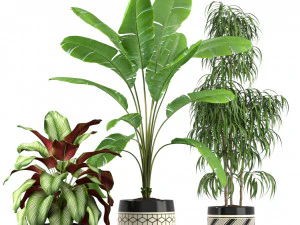 Plants collection 189 3D Model