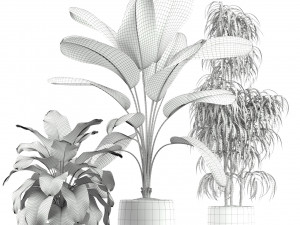 Plants collection 189 Modelo 3D