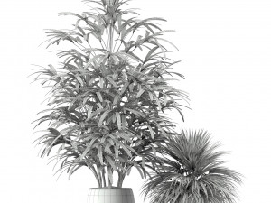 Plants collection 189 Modelo 3D