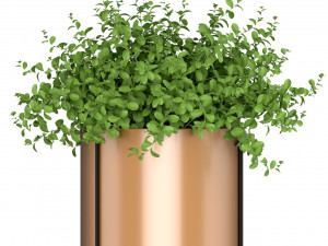 Plants collection 190 3D Model