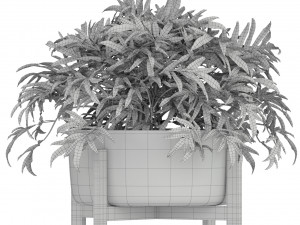 Plants collection 191 3D मॉडल